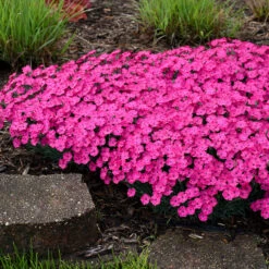 'Paint The Town Magenta' Dianthus -Flowers Sales Store Dianthus Paint the Town Magenta 3 P