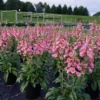 Arctic Foxâ„¢ Rose Foxglove 2 Arctic Foxâ„¢ Rose Foxglove -Flowers Sales Store Digitalis Arctic Fox Rose 1