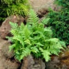 Marginal Wood Fern -Flowers Sales Store Dryopteris marginalis