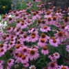 'Magnus Superior' Coneflower -Flowers Sales Store ECHMG1Q 1