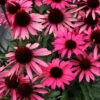 Dark Shadows™ 'Wicked' Coneflower -Flowers Sales Store Echinacea Dark Shadows Wicked 2 2fa488b7 ed62 4737 8a89 3b6d4f67a22d