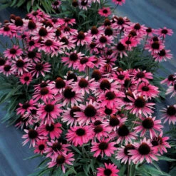 Dark Shadows™ 'Wicked' Coneflower 7 Dark Shadows™ 'Wicked' Coneflower -Flowers Sales Store Echinacea Dark Shadows Wicked 4