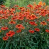 Kismet® Intense Orange Coneflower 1 Kismet® Intense Orange Coneflower -Flowers Sales Store Echinacea Kismet Intense Orange 5 P