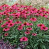 Kismet® Raspberry Coneflower 1 Kismet® Raspberry Coneflower -Flowers Sales Store Echinacea Kismet Raspberry 1 P