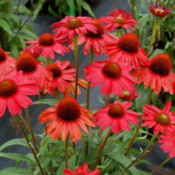 Kismet® Red Coneflower -Flowers Sales Store Echinacea Kismet Red 1 P