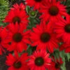Kismet® Red Coneflower -Flowers Sales Store Echinacea Kismet Red 4 P