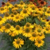 Kismet® Yellow Coneflower -Flowers Sales Store Echinacea Kismet Yellow 1 P