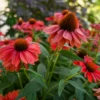 Color Coded™ 'Frankly Scarlet' Coneflower -Flowers Sales Store EchinaceaFranklyScarletPP33582CPBRAF0001highres 800x800 4c9d155