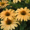 Color Coded® 'One In A Melon' Coneflower -Flowers Sales Store Echinacea OneinaMelon Coneflower