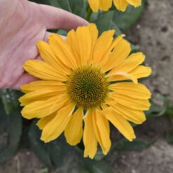 Color Coded® 'One In A Melon' Coneflower -Flowers Sales Store Echinacea OneinaMelon Coneflower 2
