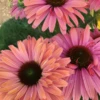 SunSeekers® 'Rainbow' Coneflower -Flowers Sales Store Echinacea SunSeekers Rainbow cu