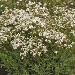 Festival Star® Baby's Breath -Flowers Sales Store Gypsophila Festival Star 4 P sw