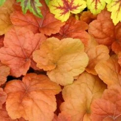 'Southern Comfort' Coral Bells