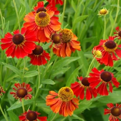 'Moerheim Beauty' Sneezeweed