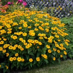 'Tuscan Sun' False Sunflower -Flowers Sales Store Heliopsis Tuscan Sun 4 P