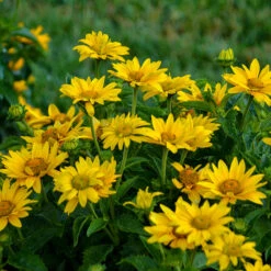 Tuscan Gold™ False Sunflower -Flowers Sales Store Heliopsis Tuscan Gold 2 P
