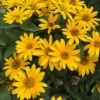 Tuscan Gold™ False Sunflower -Flowers Sales Store Heliopsis Tuscan Gold 3 P