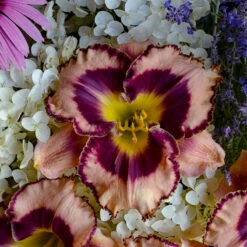 Rainbow Rhythm® 'Sound Of My Heart' Daylily -Flowers Sales Store Hemerocallis Sound of My Heart 1 P
