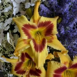 Rainbow Rhythm® 'Tiger Swirl' Daylily -Flowers Sales Store Hemerocallis Tiger Swirl 1 P sw