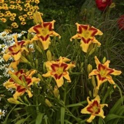 Rainbow Rhythm® 'Tiger Swirl' Daylily -Flowers Sales Store Hemerocallis Tiger Swirl 3 P sw