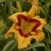 Rainbow Rhythm® 'Tiger Swirl' Daylily -Flowers Sales Store Hemerocallis Tiger Swirl 4 P sw