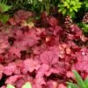 'Berry Smoothie' Coral Bells -Flowers Sales Store Heuchera Berry Smoothie 1