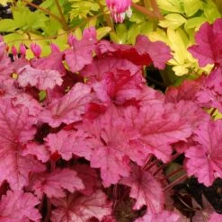 'Berry Smoothie' Coral Bells -Flowers Sales Store Heuchera Berry Smoothie 3