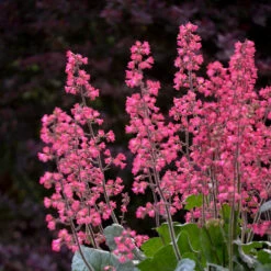 Dolce® 'Spearmint' Coral Bells -Flowers Sales Store Heuchera Dolce Spearmint 1 P