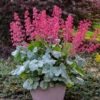 Dolce® 'Spearmint' Coral Bells -Flowers Sales Store Heuchera Dolce Spearmint 2 P