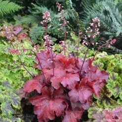 'Fire Alarm' Coral Bells -Flowers Sales Store Heuchera Fire Alarm 1 P 350cde67 c50e 4b90 ab98 8190365a9f1f sw