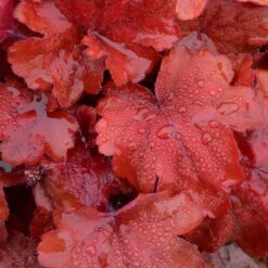 'Fire Alarm' Coral Bells -Flowers Sales Store Heuchera Fire Alarm 3 P sw