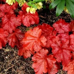 'Fire Alarm' Coral Bells -Flowers Sales Store Heuchera Fire Alarm 4 P sw