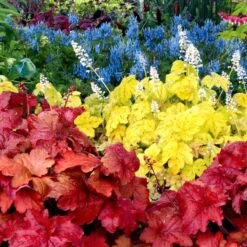 'Fire Alarm' Coral Bells -Flowers Sales Store Heuchera Fire Alarm 5 P sw