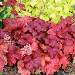 'Fire Alarm' Coral Bells -Flowers Sales Store Heuchera Fire Alarm 6 P sw