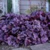 Dolce® 'Wildberry' Coral Bells -Flowers Sales Store Heuchera Wildberry 2 P sw