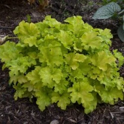 Dolce® 'Apple Twist' Coral Bells -Flowers Sales Store Heuchera Apple Twist 3 P sw