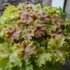 Dolce® 'Apple Twist' Coral Bells -Flowers Sales Store Heuchera Apple Twist 4 P sw