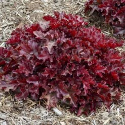 Dolce® 'Cherry Truffles' Coral Bells -Flowers Sales Store Heuchera Cherry Truffles 1 P sw