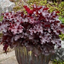 Dolce® 'Cherry Truffles' Coral Bells -Flowers Sales Store Heuchera Cherry Truffles 2 P sw
