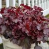 Dolce® 'Cherry Truffles' Coral Bells -Flowers Sales Store Heuchera Cherry Truffles 3 P sw