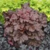 Primo® 'Mahogany Monster' Coral Bells 2 Primo® 'Mahogany Monster' Coral Bells -Flowers Sales Store Heuchera Mahogany Monster