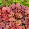 Primo® 'Peachberry Ice' Coral Bells -Flowers Sales Store Heuchera Peachberry Ice 1 P