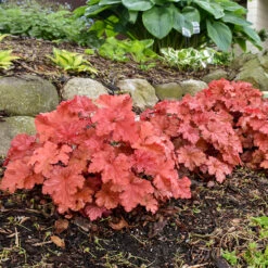 Primo® 'Peachberry Ice' Coral Bells -Flowers Sales Store Heuchera Peachberry Ice 3 P
