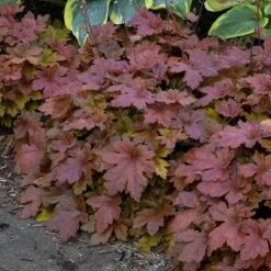 Fun And Games® 'Hopscotch' Foamy Bells -Flowers Sales Store Heucherella Hopscotch 3 P sw