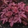 Fun And Games® 'Red Rover' Foamy Bells -Flowers Sales Store Heucherella Red Rover 3 P sw