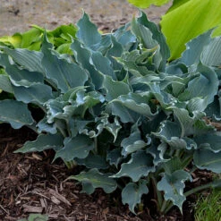 Shadowland® 'Waterslide' Hosta -Flowers Sales Store Hosta Waterslide 2 P