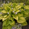 Shadowland® 'Coast To Coast' Hosta 2 Shadowland® 'Coast To Coast' Hosta -Flowers Sales Store Hosta Coast to Coast 2 P