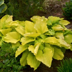 Shadowland® 'Coast To Coast' Hosta -Flowers Sales Store Hosta Coast to Coast 3 P