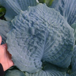 Shadowland® 'Diamond Lake' Hosta -Flowers Sales Store Hosta Diamond Lake 1 P
