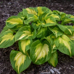 Shadowland® 'Etched Glass' Hosta -Flowers Sales Store Hosta Etched Glass 2 P